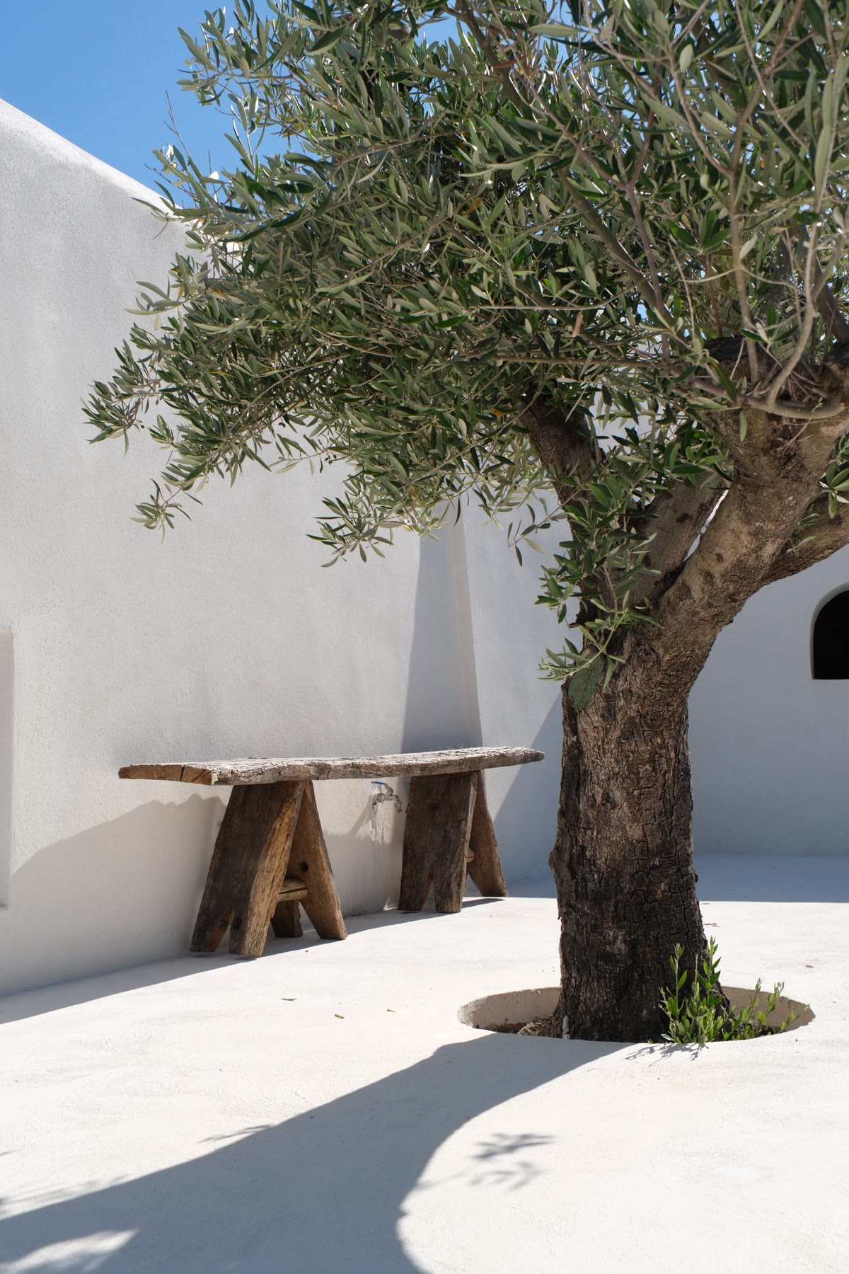 Olive tree in the whitewashed courtyard